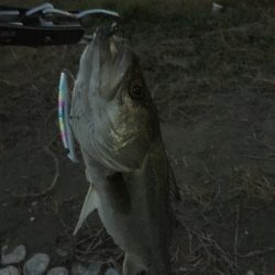 リバーシーバス