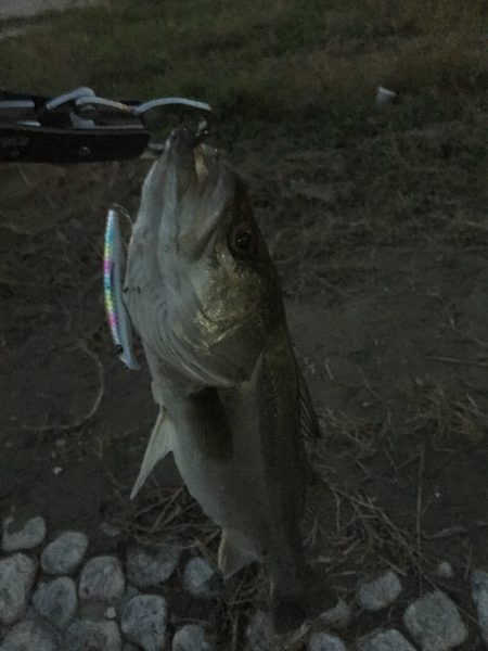 リバーシーバス