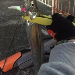 太刀魚ワインド納竿