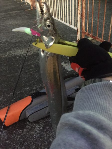 太刀魚ワインド納竿