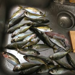 アジングのちエギング