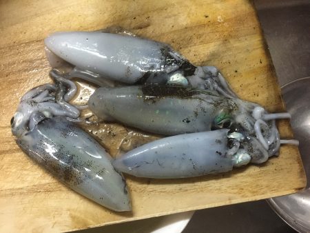 千歳エギングまさかの…