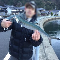 釣り納め→サゴシ