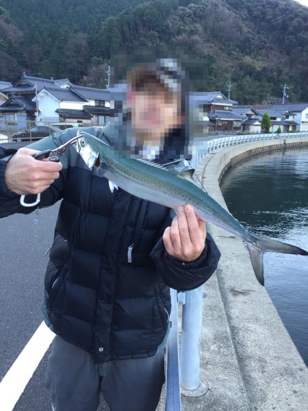 釣り納め→サゴシ