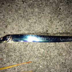 深夜のウキ釣り