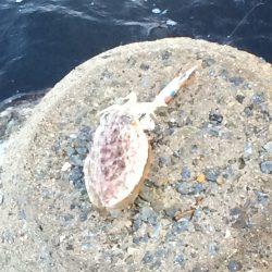 まだ居ましたアオリ烏賊