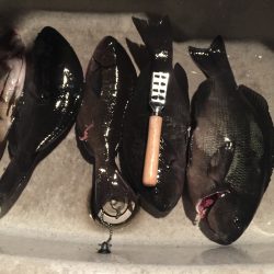 密漁会でわなー