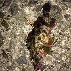 メバリング&ガシルング