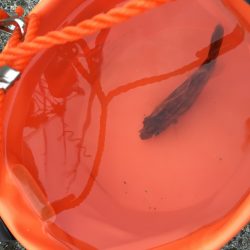 カレイ狙いvol.2