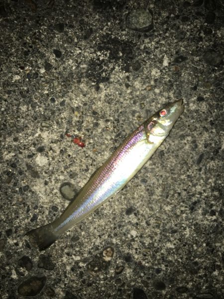 カレイ狙いvol.4