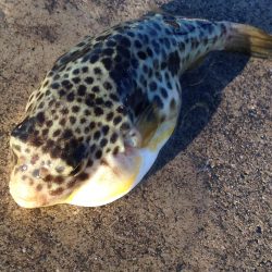 カレイはどこへいった？