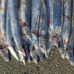 ワインド・ルアーには無反応