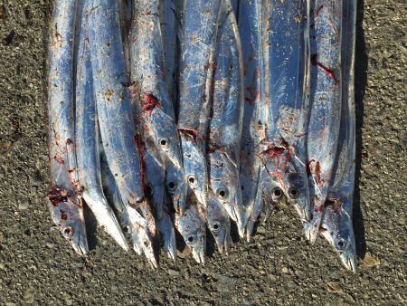 ワインド・ルアーには無反応