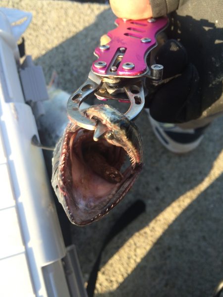 南港周辺で夜勤明けの青物調査