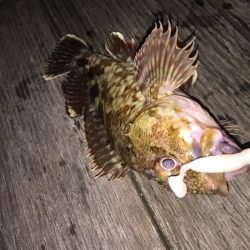 癒しのガシリング