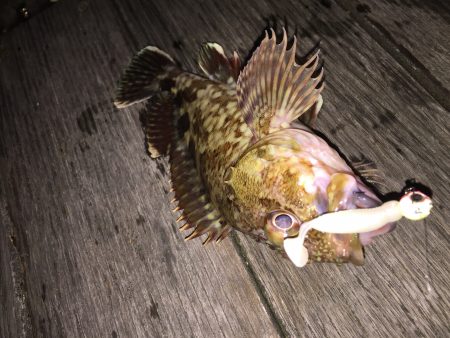 癒しのガシリング