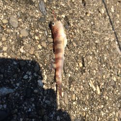 カレイ狙いで行ったけど