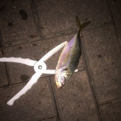 超短時間アジング