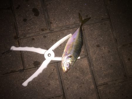 超短時間アジング