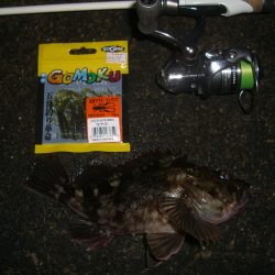 ロックフィシュ*\\(^o^)/*