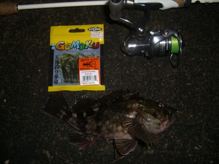 ロックフィシュ*\\(^o^)/*