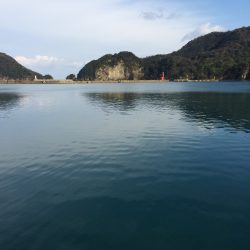 サヨリまだまだ釣れています