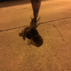 クリスマス釣りー