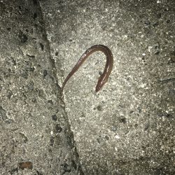 クリスマスカレイ