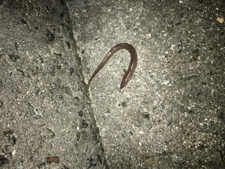 クリスマスカレイ