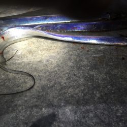 今日は時合タイムに。