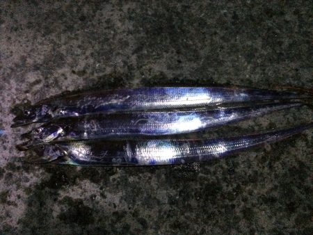 まだ見ぬドラゴン