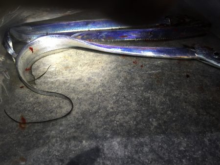 今日は時合タイムに。