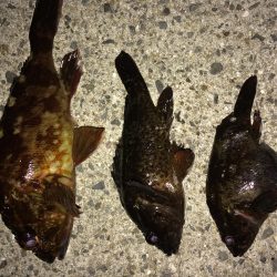 釣り納めin泉南ゴロタ ガシリング