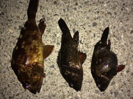 釣り納めin泉南ゴロタ ガシリング