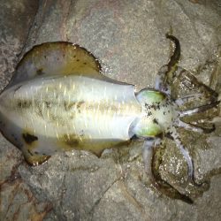 イカ釣ったぞー