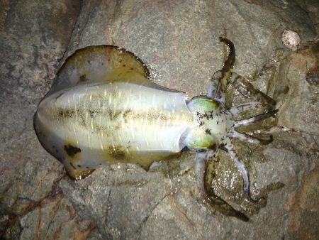 イカ釣ったぞー