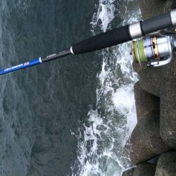 ニューロッドの試投に