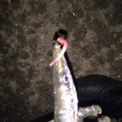 雨で強制終了(>_<)   アジング