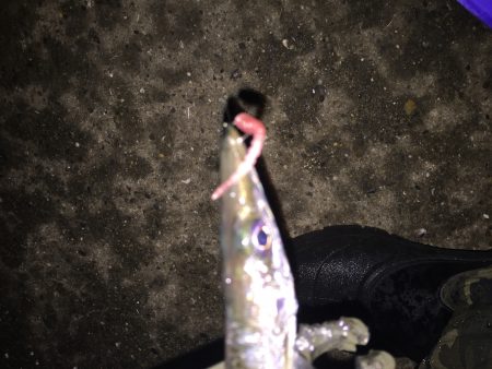 雨で強制終了(>_<)   アジング