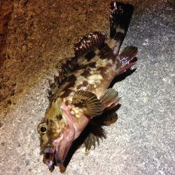 北風ビュービュー