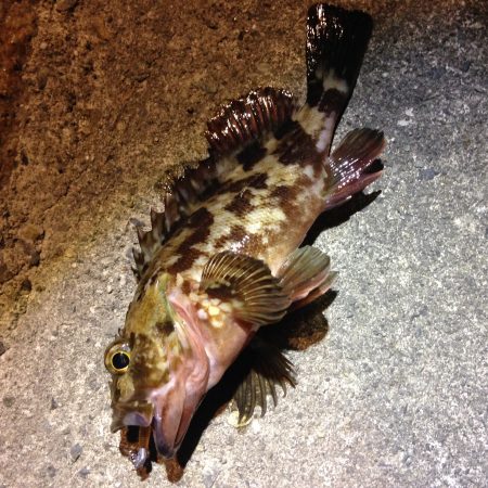 北風ビュービュー