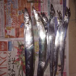 まだまだいけるタチウオ！