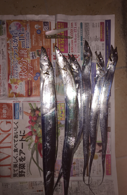 まだまだいけるタチウオ！