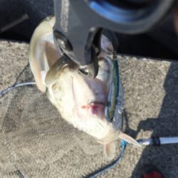 チョトだけシーバス