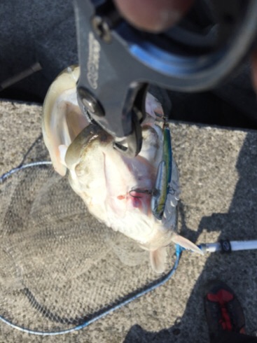 チョトだけシーバス