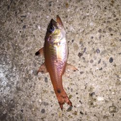 ウインドドリフト