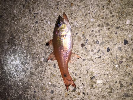 ウインドドリフト