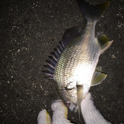 真冬のチニング