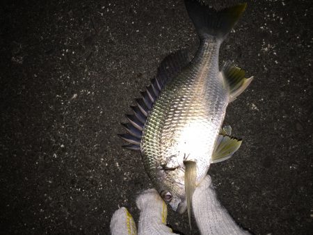 真冬のチニング