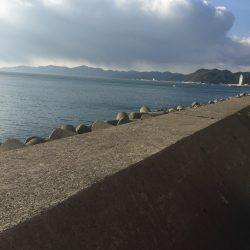 フラットフィッシュ